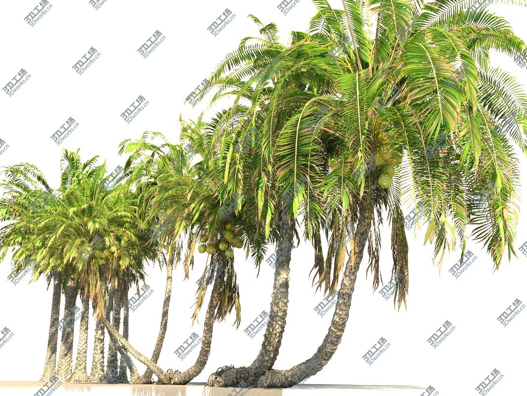 images/goods_img/202104092/Coconut Palm Animated Pack 12 3D/2.jpg
